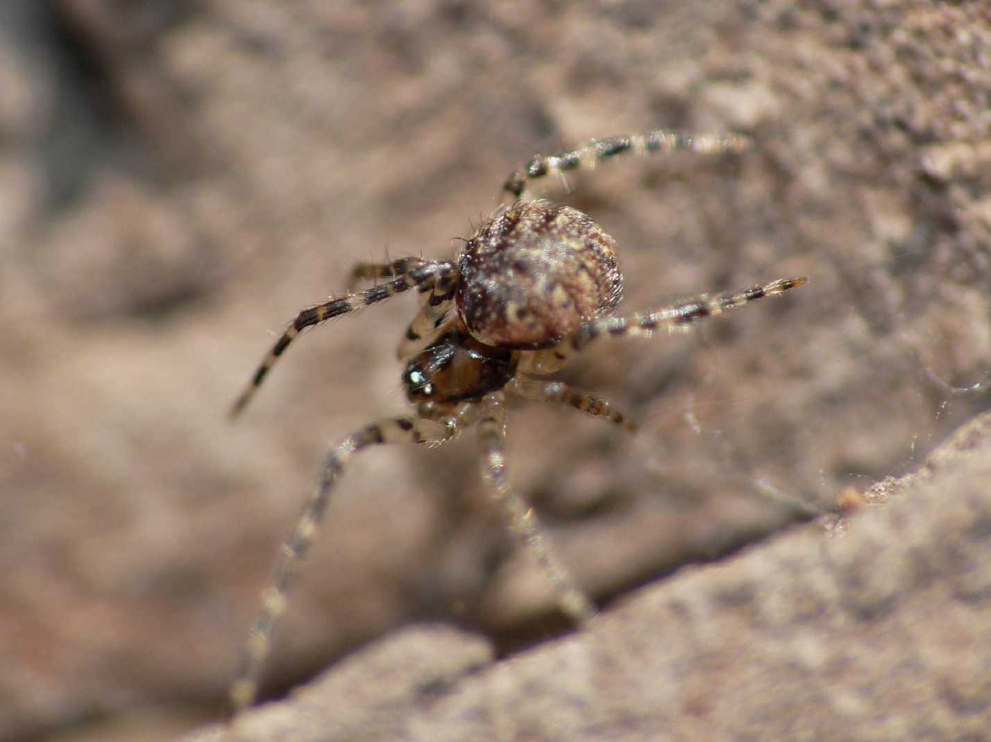 Ero sp. con Latrodectus